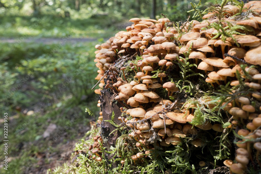 mushrooms honey agarics on the stump, small depth of sharpness.. mushrooms honey agarics on the stump, small depth of sharpness..