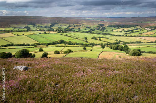 Heather moorland - a purple carpets of  blooming heather stretches in stunning landscape in North York Moors National Park  Yorkshire  UK.