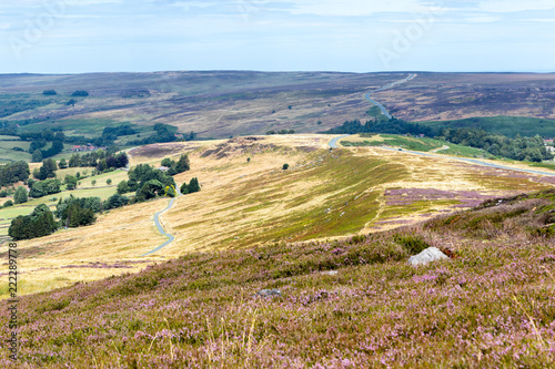 Obraz na plátně Heather moorland - a purple carpets of  blooming heather stretches in stunning landscape in North York Moors National Park, Yorkshire, UK
