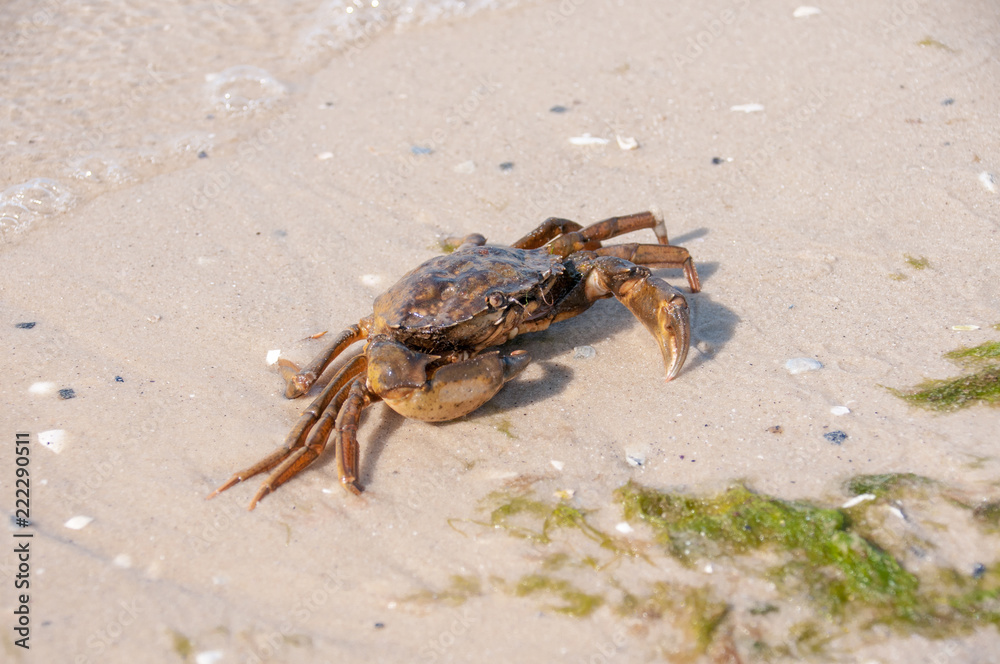 Hairy leg mountain crab on the beach Hairy leg mountain crab on the beach