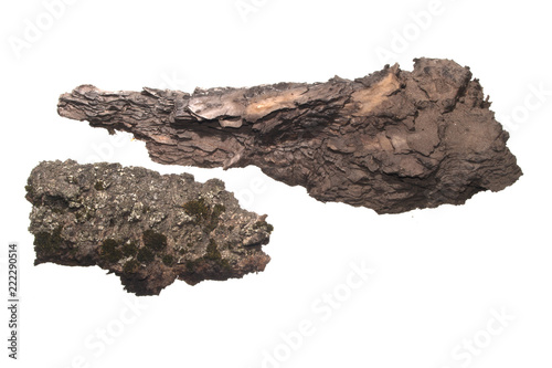 tree bark isolated on white background