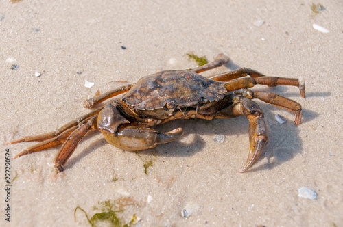 Hairy leg mountain crab on the beach