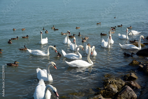 White swans waiting for food