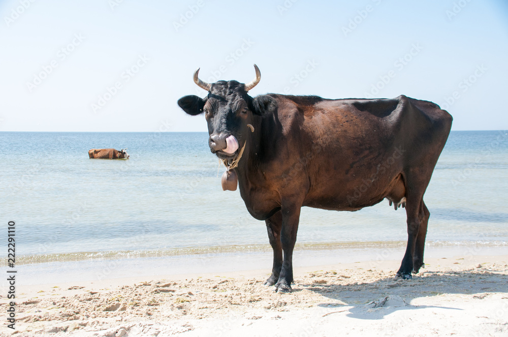 Cow walking on the luxury white sand beach Cow walking on the luxury white sand beach