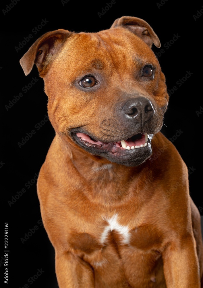 English Staffordshire Bull Terrier Dog Isolated on Black Background in studio English Staffordshire Bull Terrier Dog Isolated on Black Background in studio