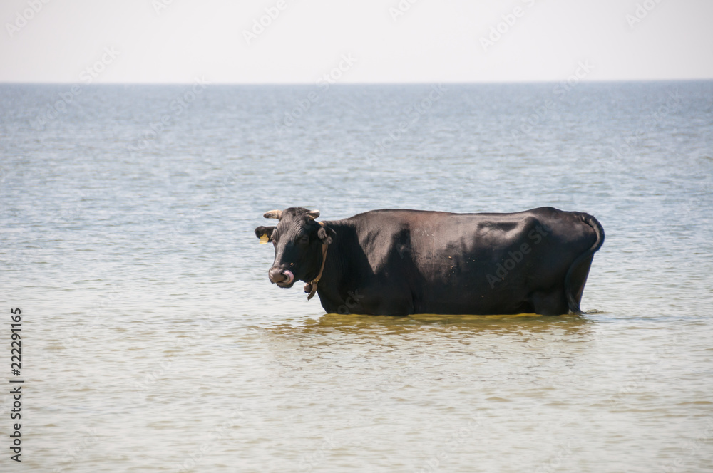 Cow walking on the luxury white sand beach Cow walking on the luxury white sand beach
