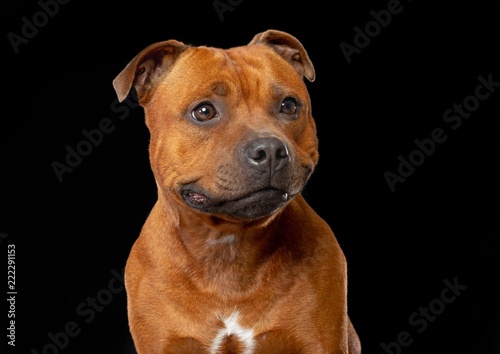 English Staffordshire Bull Terrier Dog  Isolated  on Black Background in studio