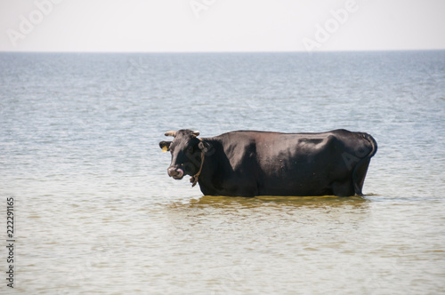 Cow walking on the luxury white sand beach © tsirika