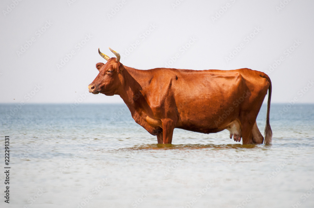 Cow walking on the luxury white sand beach Cow walking on the luxury white sand beach