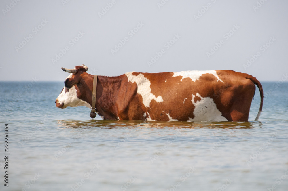Cow walking on the luxury white sand beach Cow walking on the luxury white sand beach