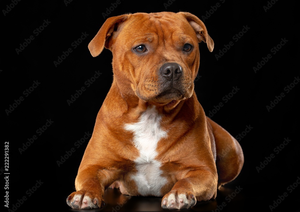 English Staffordshire Bull Terrier Dog  Isolated  on Black Background in studio