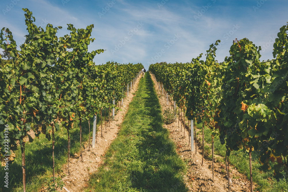 Man walking on path leading through rows of grapevines in vineyard
