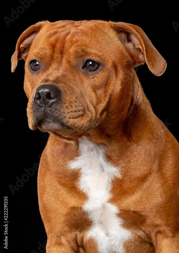 English Staffordshire Bull Terrier Dog  Isolated  on Black Background in studio