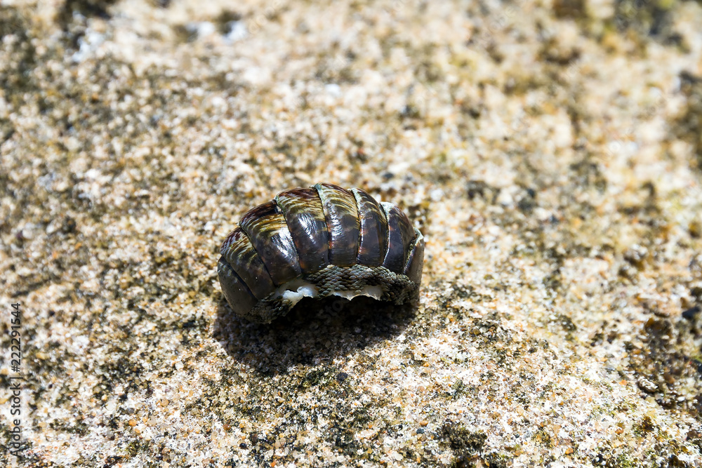 Crustaceans shell on the shore on the tropical island Puerto Rico Crustaceans shell on the shore on the tropical island Puerto Rico