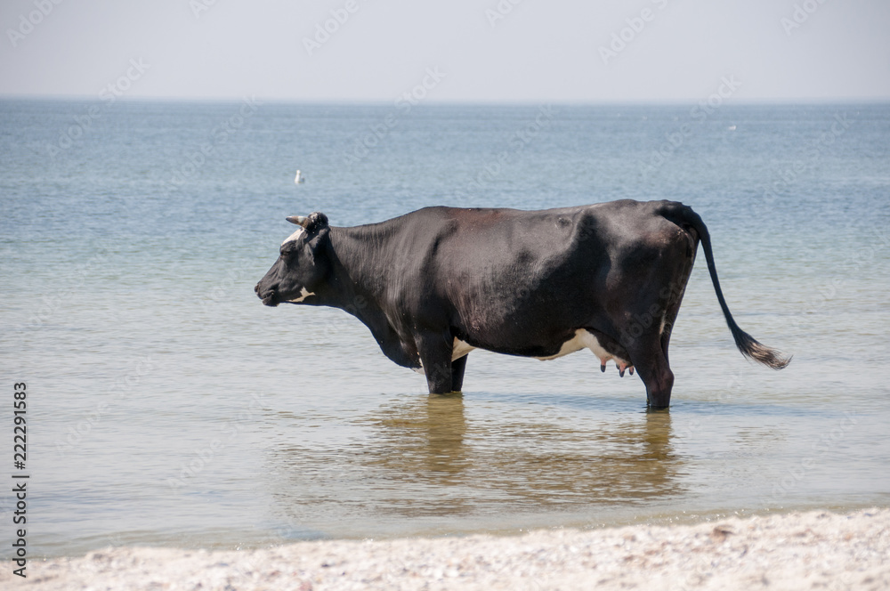 Cow walking on the luxury white sand beach