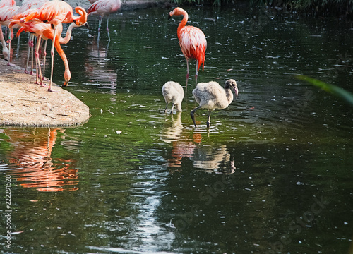 Pink Flamingo