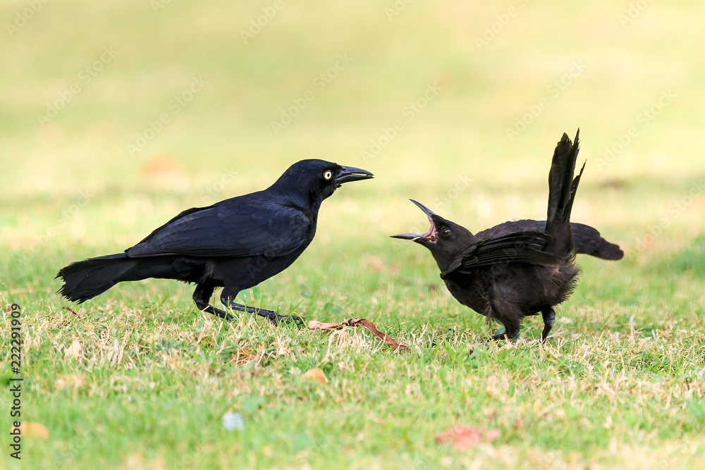 The Greater Antillean grackle (Quiscalus niger) in San Juan, Puerto Rico The Greater Antillean grackle (Quiscalus niger) in San Juan, Puerto Rico