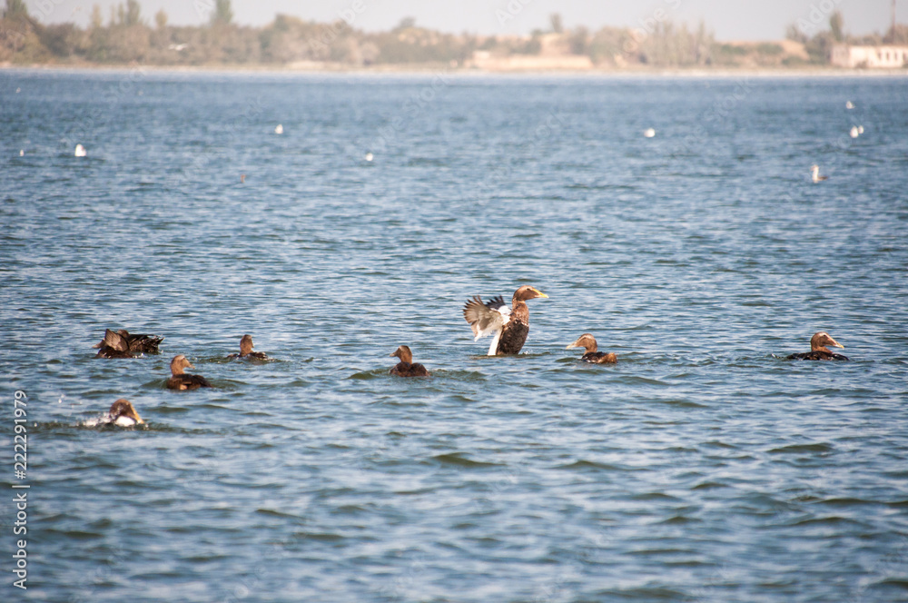 Birds of Ukraine. Swans, gulls and ducks - wintering waterfowl in the Black Sea