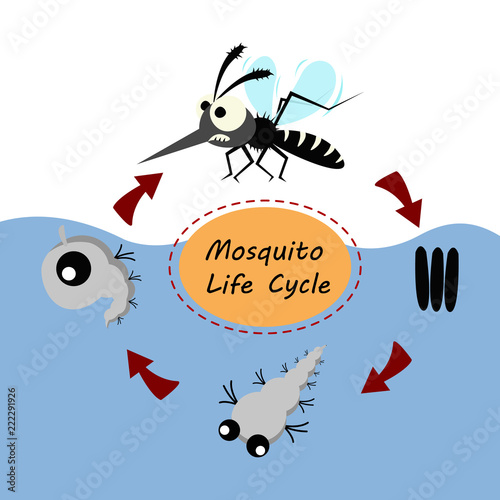 mosquito life cycle concept. vector illustration. photo