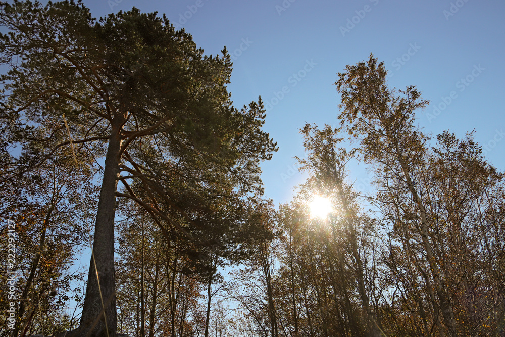 Yagry in Severodvinsk. Unique pine forest. white sea coast Yagry in Severodvinsk. Unique pine forest. white sea coast