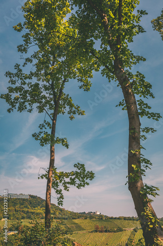 Framed view by two trees over vineyard valley towards Kahlenberg and Leopldsberg photo