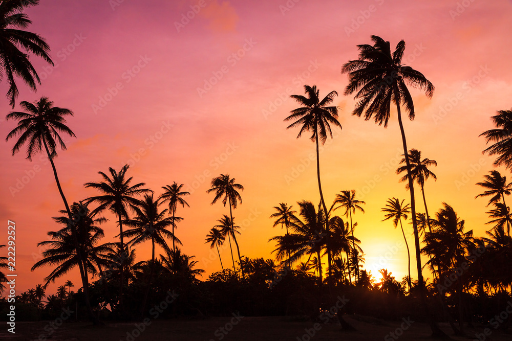 Amazing vibrant sunset at the beach with silhouettes of palm trees in Puerto Rico