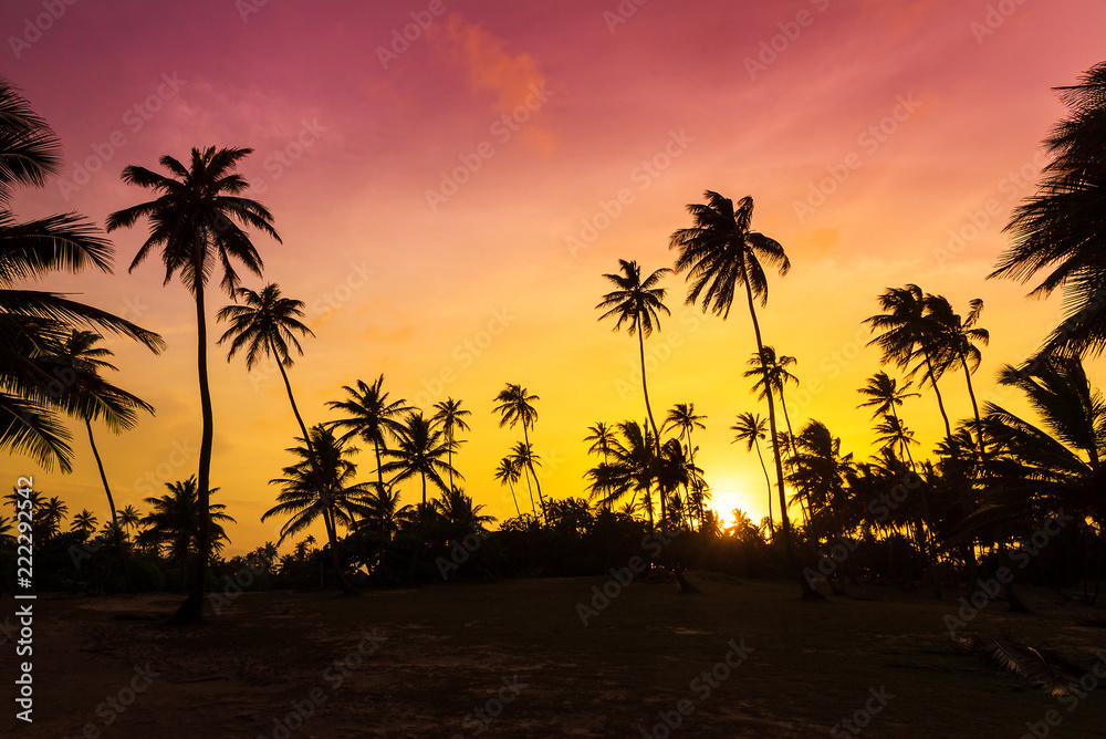 Amazing vibrant sunset at the beach with silhouettes of palm trees in Puerto Rico