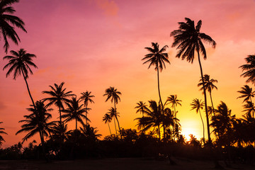 Fototapete Karibik Amazing vibrant sunset at the beach with silhouettes of palm trees in Puerto Rico  © dennisvdwater