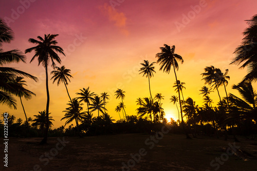 Amazing vibrant sunset at the beach with silhouettes of palm trees in Puerto Rico