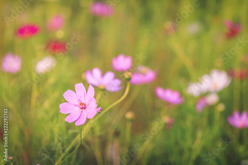 Selective focus of a pink flower on a wild flower meadow © Silvia Eder