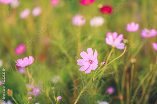 Selective focus of a pink flower on a wild flower meadow