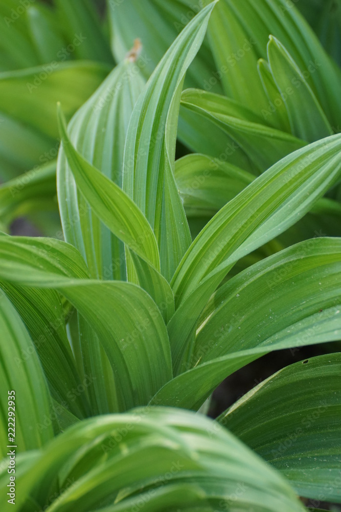 green leaves background green leaves background