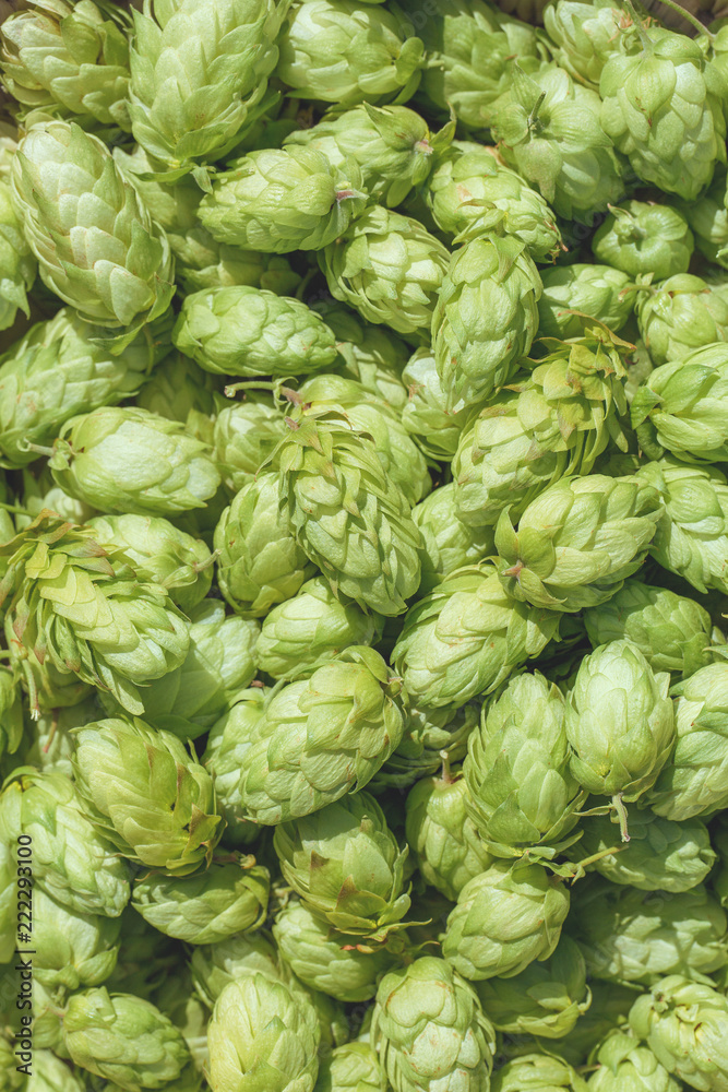 Cones of hops in a basket for making natural fresh beer, concept of brewing Cones of hops in a basket for making natural fresh beer, concept of brewing