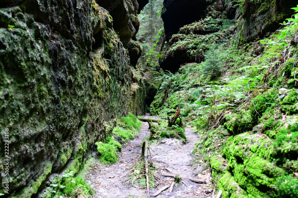 Fototapeta premium Flussbett, Elbsandsteingebirge