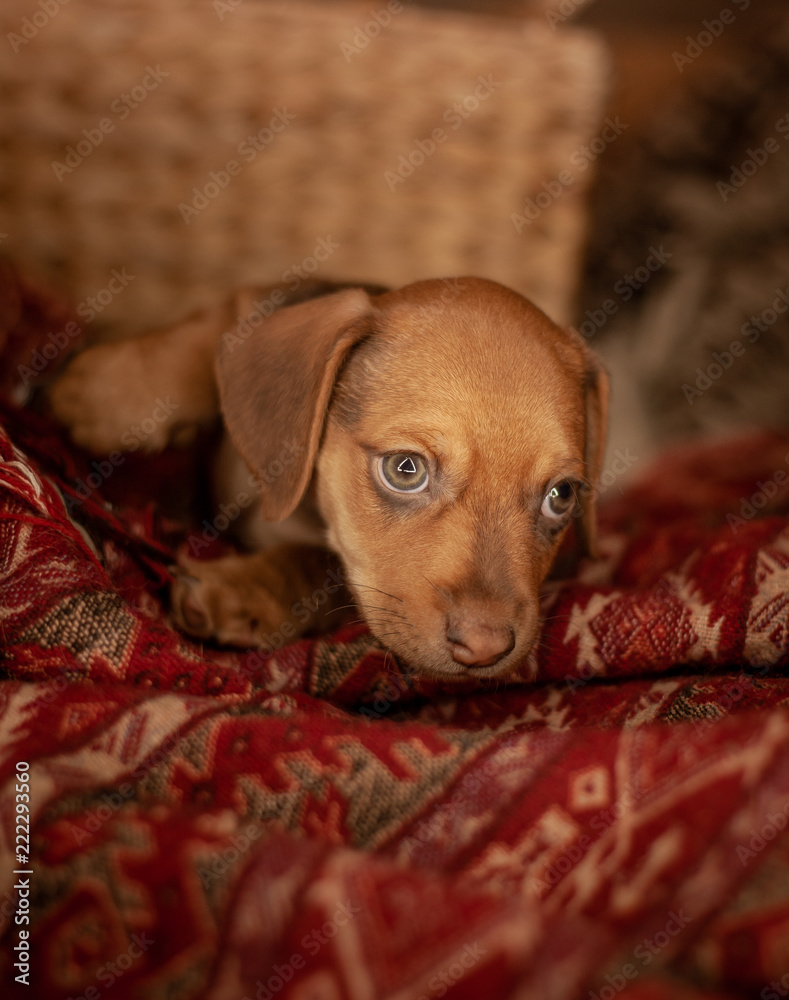 Puppy dachshund of brown color sits on a plaid of red color with a pattern in the background of a wicker basket