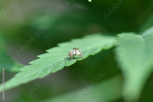 Tiny Jumping Spider on Narrow Leaf