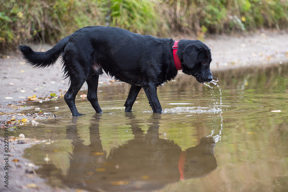 Black Labrador catches fish in the pond Black Labrador catches fish in the pond