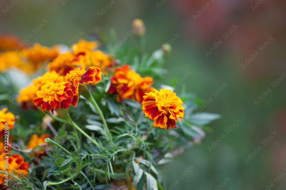 Orange flower bindweed on a colourful background. Autumn decoration. Image with copy space. Autumn time. Orange flower bindweed on a colourful background. Autumn decoration. Image with copy space. Autumn time.