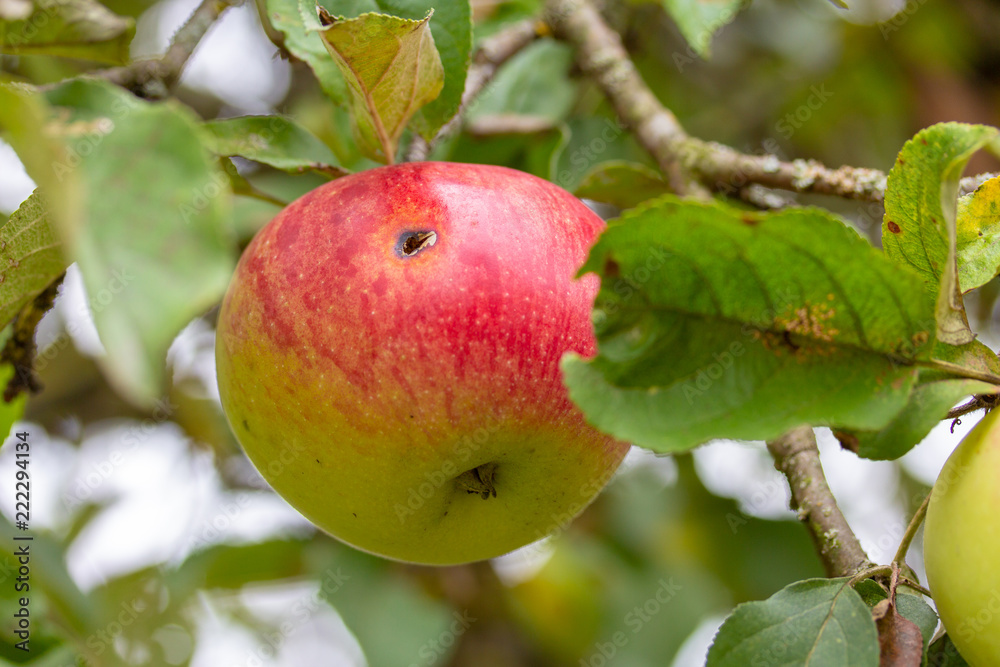 In this Apple lives a worm, so it is grown without the use of pesticides In this Apple lives a worm, so it is grown without the use of pesticides