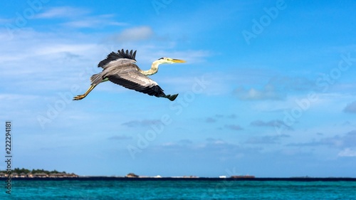 Heron flying over the beach in Maldives. © Viacheslav