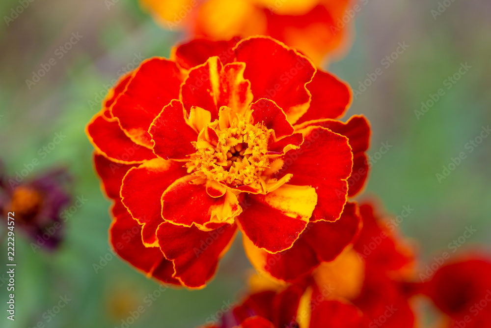Bright orange yellow flower marigolds Bright orange yellow flower marigolds