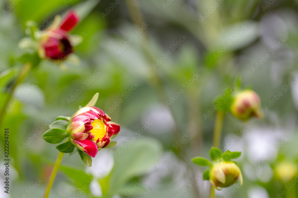 Greenish background with a slightly open flower Bud dahlias. And in it hidden the sun shining Greenish background with a slightly open flower Bud dahlias. And in it hidden the sun shining