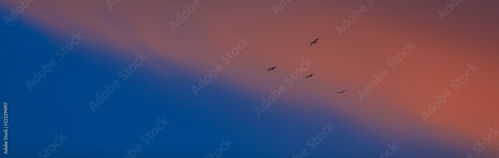 Fototapeta premium A small flock of birds silhouetted ageainst a red and blue evening sky.