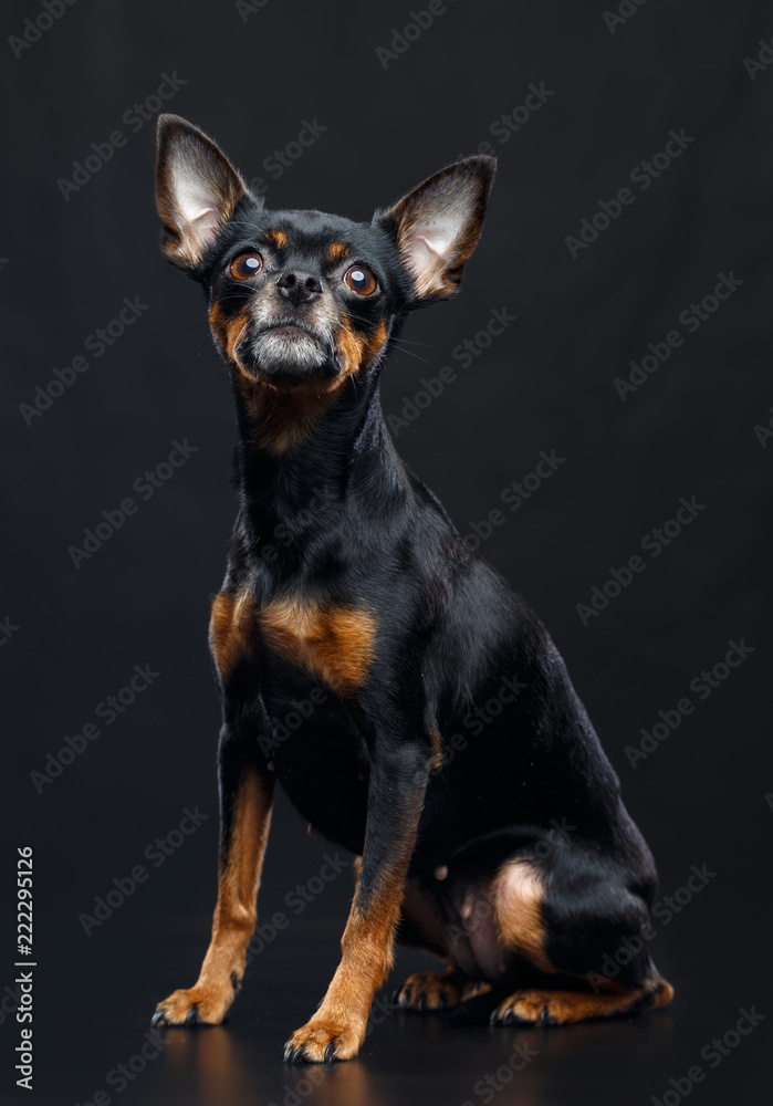 Toy Terrier Dog on Isolated Black Background in studio Toy Terrier Dog on Isolated Black Background in studio