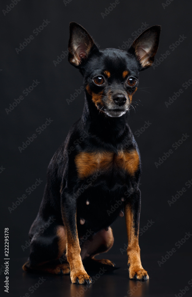 Toy Terrier Dog on Isolated Black Background in studio Toy Terrier Dog on Isolated Black Background in studio