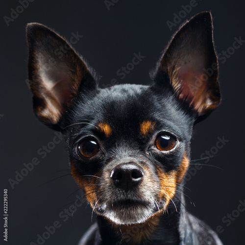 Fototapeta Naklejka Na Ścianę i Meble -  Toy Terrier Dog on Isolated Black Background in studio
