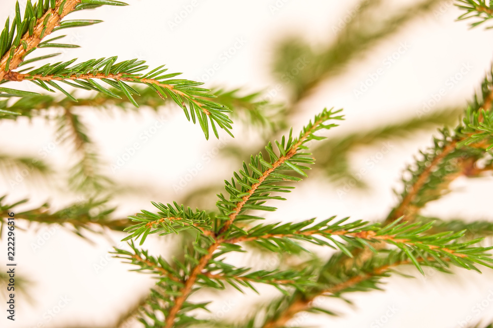 Fir branches on white background. Fir branches on white background.