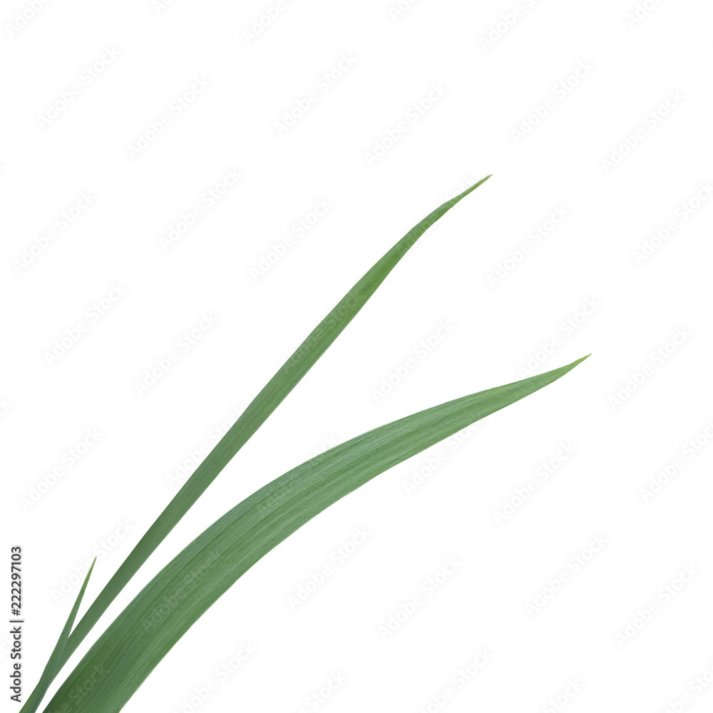 green leaves flower iris, white background green leaves flower iris, white background