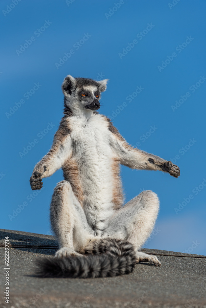Obraz premium A ring-tailed lemur sun bathing