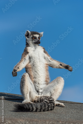 A ring-tailed lemur sun bathing